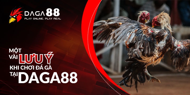 Một vài lưu ý khi chơi đá gà tại DAGA88