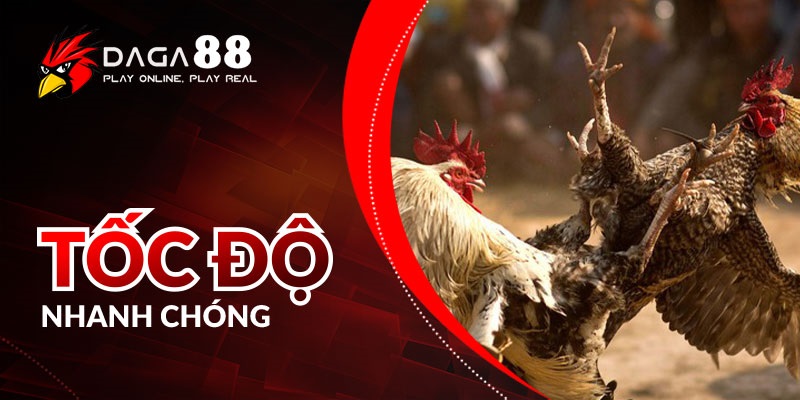 Trực tiếp đá gà với tốc độ nhanh chóng