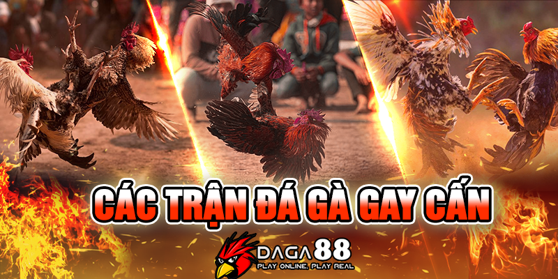 Chất lượng các trận đấu đá gà được phát trực tiếp tại Daga88.today luôn được đánh giá cao Chất lượng các trận đấu đá gà được phát trực tiếp tại Daga88.today luôn được đánh giá cao