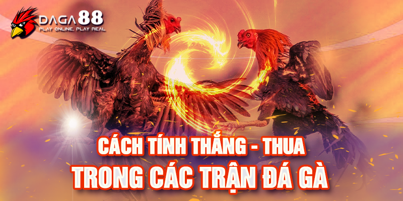 Cách tính thắng - thua trong các trận đá gà Cách tính thắng - thua trong các trận đá gà