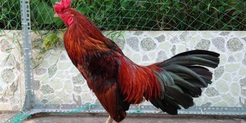 gà đá cựa sắt tại Thomo gà đá cựa sắt tại Thomo