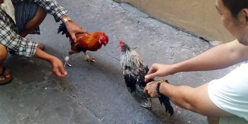 Đá gà cựa sắt trực tiếp là gì?