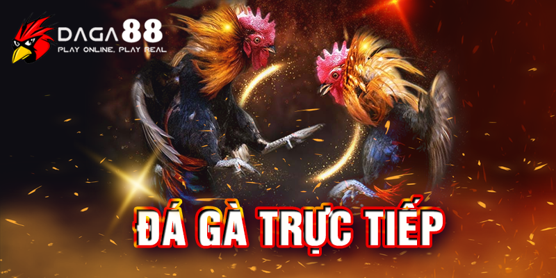 Đá gà trực tiếp là gì? Đá gà trực tiếp là gì?