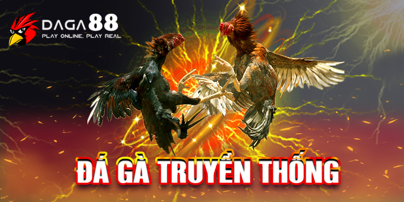 Đá gà trực tiếp là một hình thức chơi hiện đại được phát triển từ đá gà truyền thống Đá gà trực tiếp là một hình thức chơi hiện đại được phát triển từ đá gà truyền thống