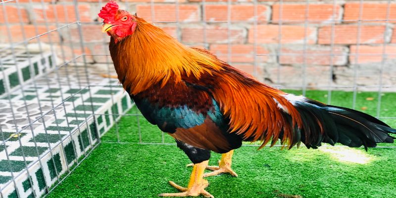 Cho gà đá tập luyện khi được 7 tháng tuổi