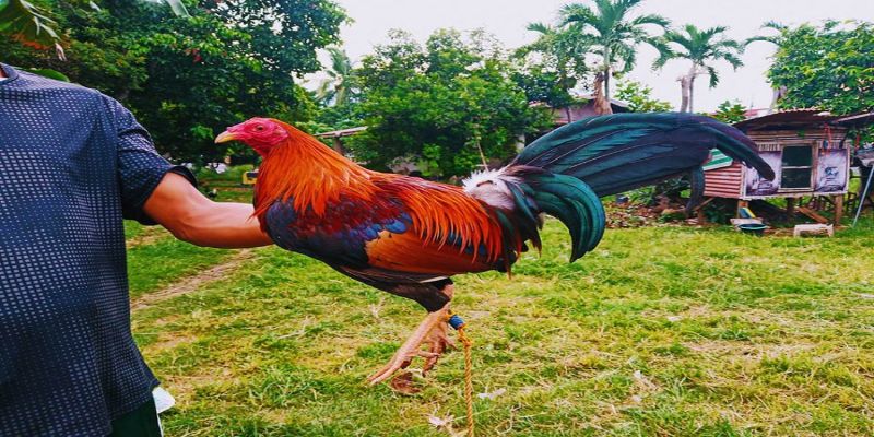 Gà đá bo lớn là gì?