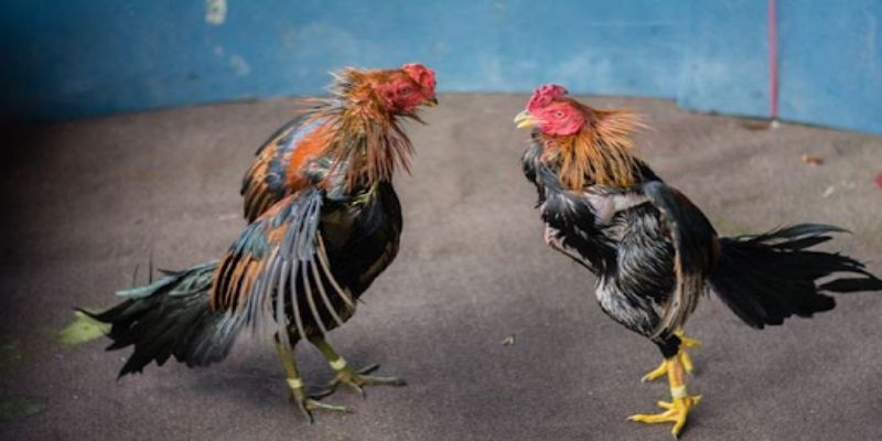 Hướng dẫn cách nuôi gà đá bo lớn