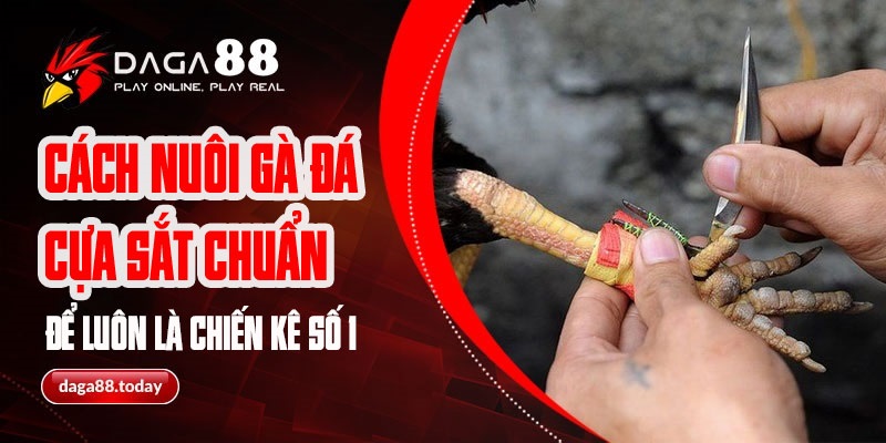 Cách Nuôi Gà Đá Cựa Sắt Chuẩn Để Luôn Là Chiến Kê Số 1