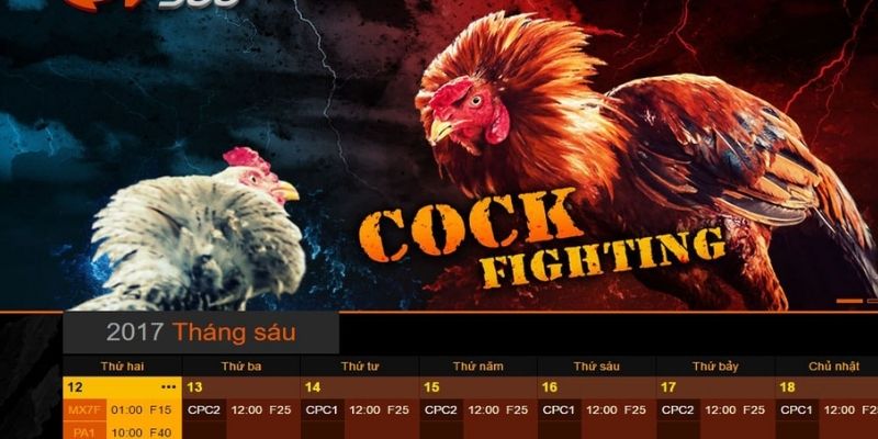 Các trận đá gà cựa dao trực tiếp