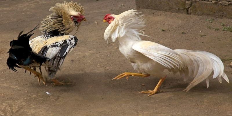 Đá gà trực tiếp hôm nay là gì? Đá gà trực tiếp hôm nay là gì?