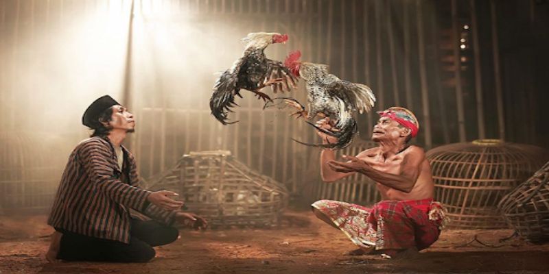 Những điểm chú ý khi xem đá gà trực tiếp hôm nay Những điểm chú ý khi xem đá gà trực tiếp hôm nay