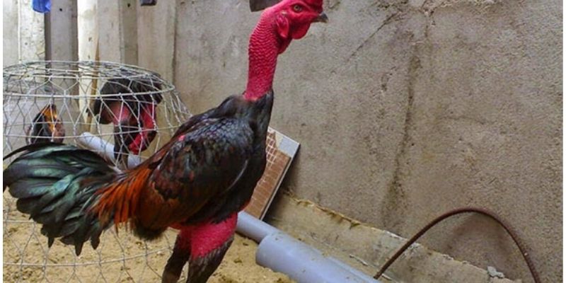 Xem trực tiếp đá gà cựa dao hình ảnh chất lượng