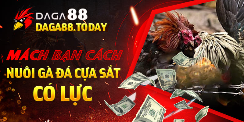 Mách Bạn Cách Nuôi Gà Đá Cựa Sắt Có Lực 4 04/06/2026 Mách Bạn Cách Nuôi Gà Đá Cựa Sắt Có Lực