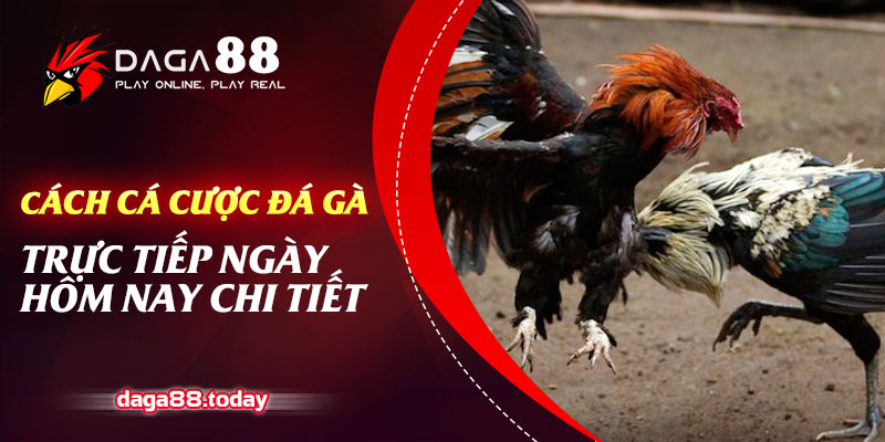 Cách Cá Cược Đá Gà Trực Tiếp Ngày Hôm Nay Chi Tiết 4 04/06/2026 Cách Cá Cược Đá Gà Trực Tiếp Ngày Hôm Nay Chi Tiết