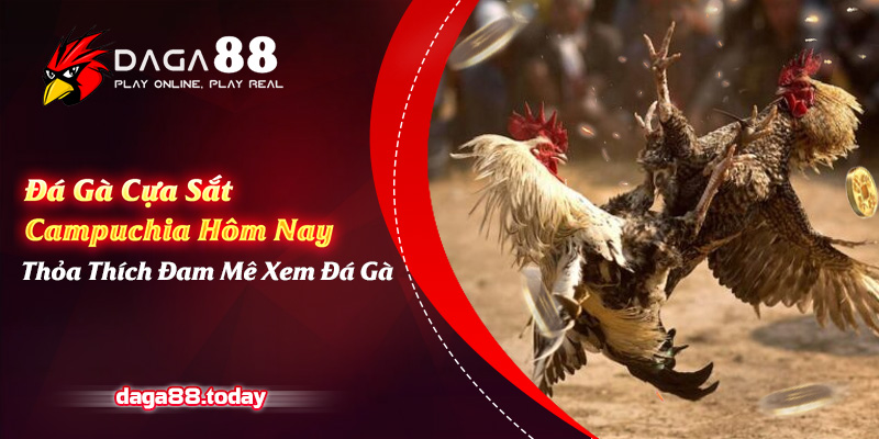 Đá Gà Cựa Sắt Campuchia Hôm Nay - Thỏa Niềm Đam Mê Xem Đá Gà 4 04/06/2026 Đá Gà Cựa Sắt Campuchia Hôm Nay - Thỏa Thích Đam Mê Xem Đá Gà