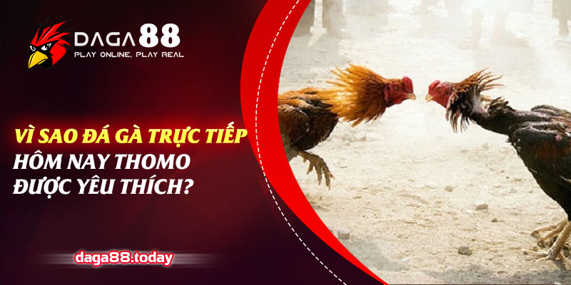 Vì Sao Đá Gà Trực Tiếp Hôm Nay Thomo Được Yêu Thích?