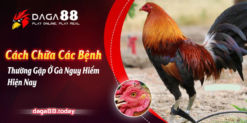Cách Chữa Các Bệnh Thường Gặp Ở Gà Nguy Hiểm Hiện Nay