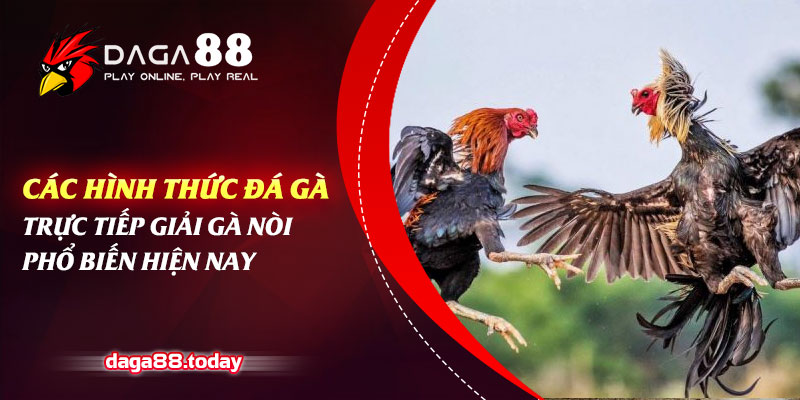Các Hình Thức Đá Gà Trực Tiếp Giải Gà Nòi Phổ Biến Hiện Nay 4 04/06/2026 Các Hình Thức Đá Gà Trực Tiếp Giải Gà Nòi Phổ Biến Hiện Nay
