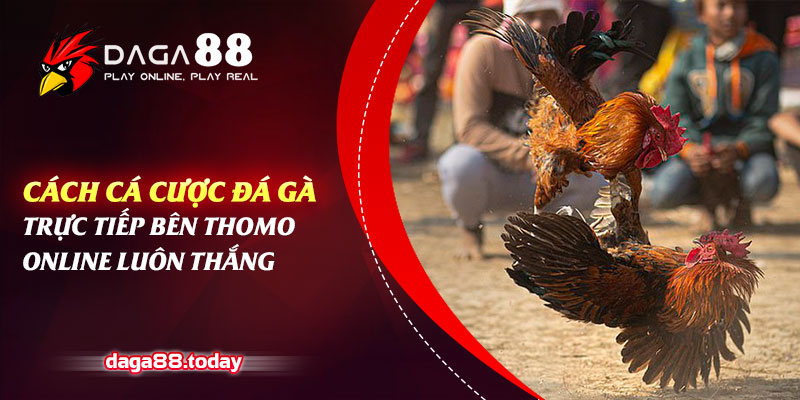 Cách Cá Cược Đá Gà Trực Tiếp Bên Thomo Online Luôn Thắng 5 04/06/2026 Cách Cá Cược Đá Gà Trực Tiếp Bên Thomo Online Luôn Thắng