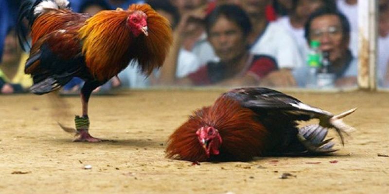 Tìm Hiểu Về Hình Thức Đá Gà Cựa Sắt Việt Nam 7 04/06/2026 giống gà đá cựa sắt Việt Nam