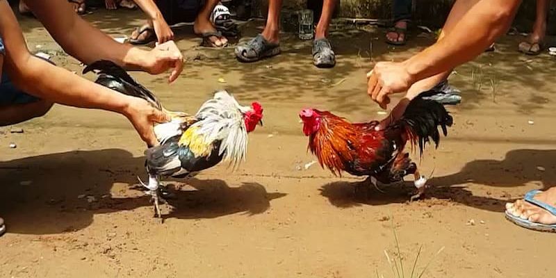 Tìm Hiểu Về Hình Thức Đá Gà Cựa Sắt Việt Nam 5 04/06/2026 Đá gà cựa sắt Việt Nam