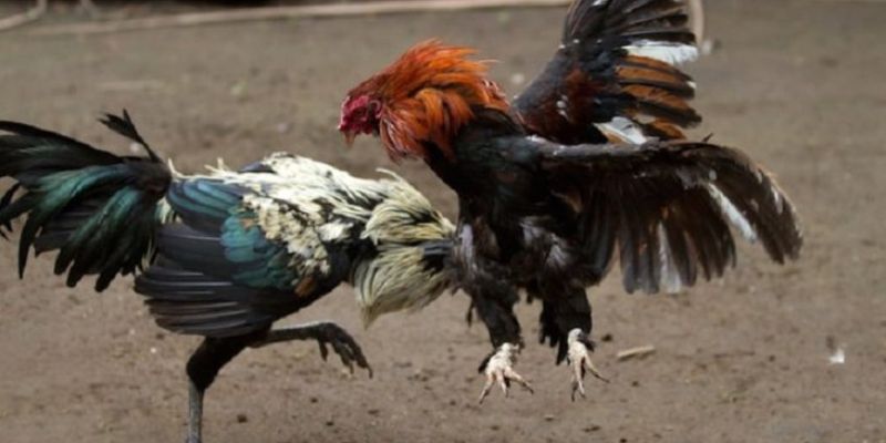 Mẹo đá gà cựa dao
