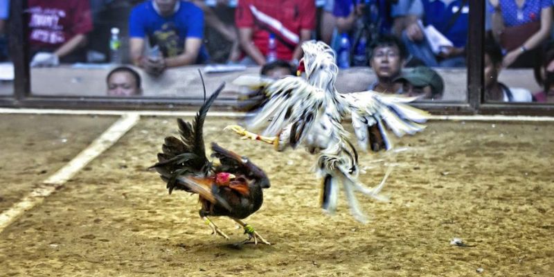 Đá gà cựa dao 