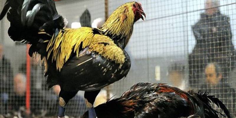 trận đá gà cựa sắt