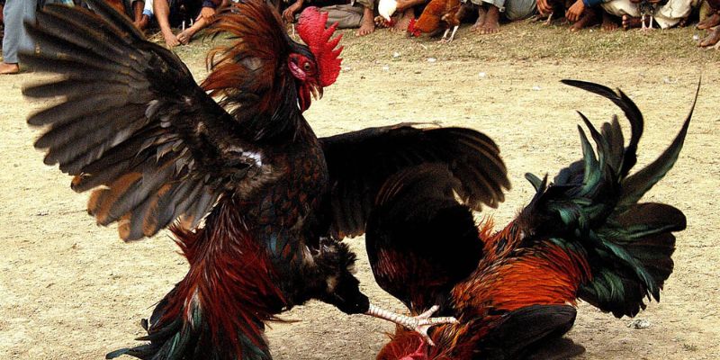 Daga88 cung cấp những tấm ảnh gà đá cựa sắt