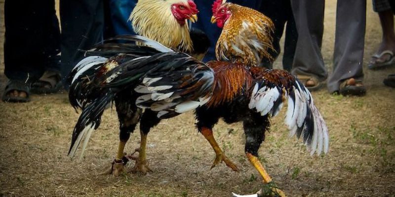 Lưu ý để lấy ảnh đá gà cựa sắt đẹp
