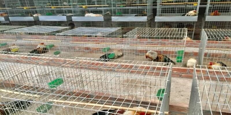 3 Lưu Ý Khi Lựa Chọn Các Kiểu Chuồng Nuôi Gà Chi Phí Thấp 6 04/06/2026 Lưu ý khi xây dựng các kiểu chuồng nuôi gà