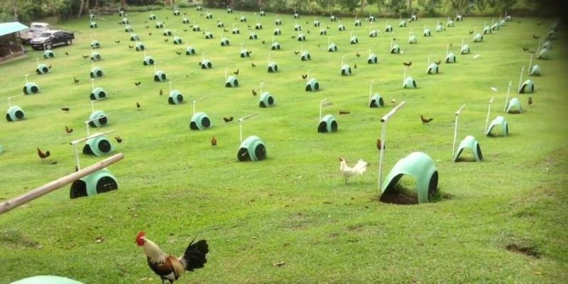 Mô hình lý tưởng về chuồng nuôi gà đá
