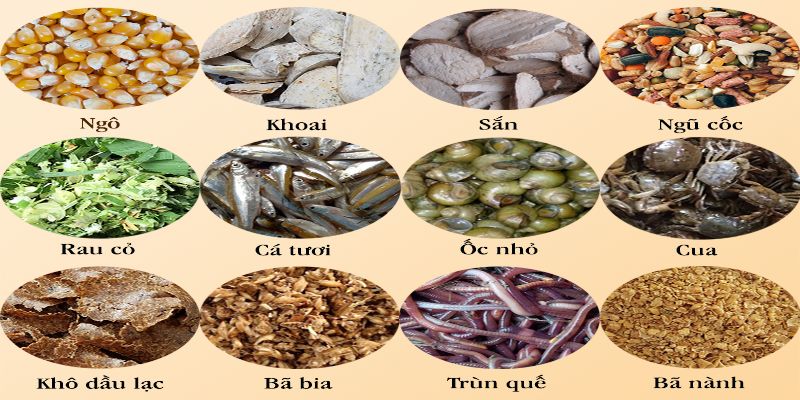 Cách Nuôi Gà Đá Chân Mạnh Chuẩn 2022 Không Phải Ai Cũng Biết 5 04/06/2026 Thức ăn trong cách nuôi gà đá chân mạnh