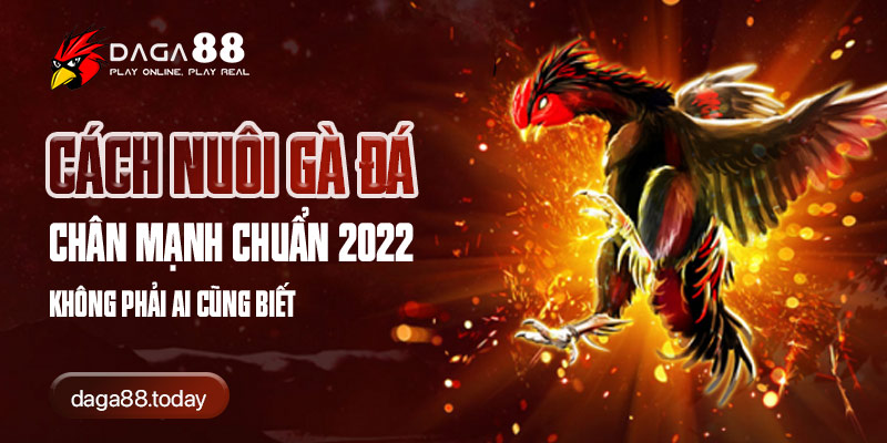 Cách Nuôi Gà Đá Chân Mạnh Chuẩn 2022 Không Phải Ai Cũng Biết 4 04/06/2026 Cách Nuôi Gà Đá Chân Mạnh Chuẩn 2022 Không Phải Ai Cũng Biết