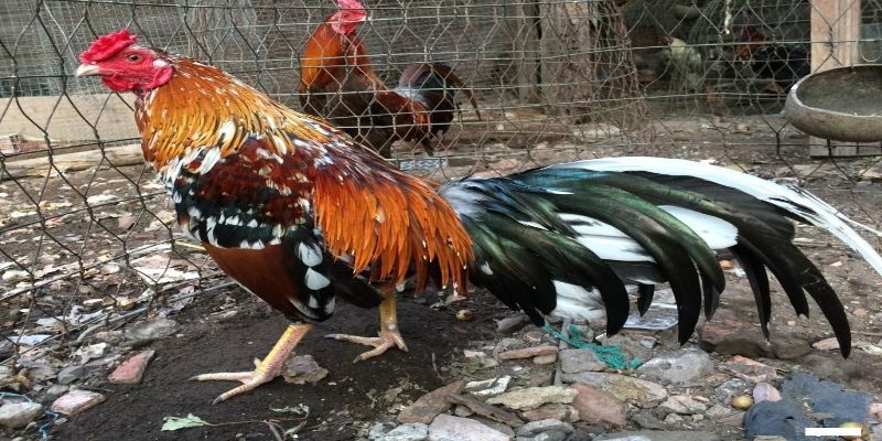Cách nuôi gà đá cựa sắt giai đoạn nuôi thúc