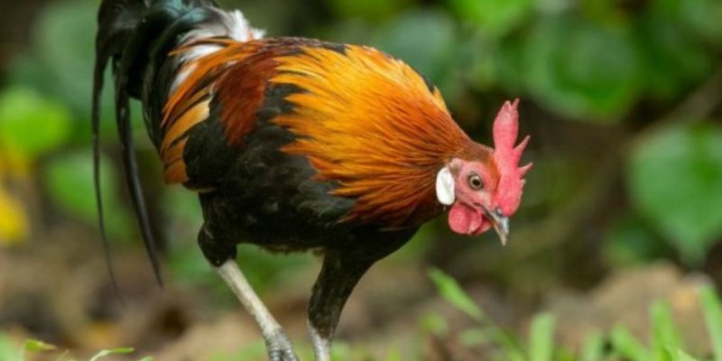 Mách Bạn Cách Nuôi Gà Đá Cựa Sắt Có Lực 5 04/06/2026 Các chú chiến kê được tuyển chọn, nuôi dưỡng