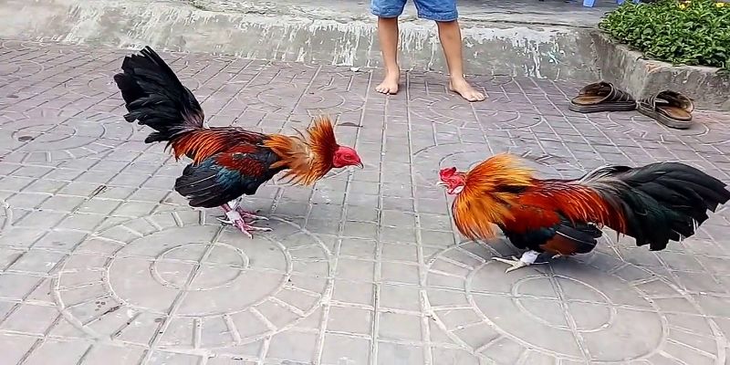 Cách nuôi gà tre đá bo lớn theo giai đoạn