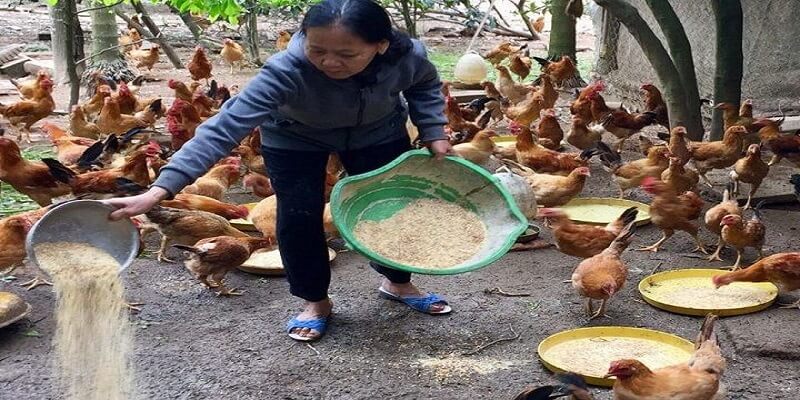 Những Cách Tiết Kiệm Chi Phí Nuôi Gà Thả Vườn Tốt Nhất Hiện Nay 7 04/06/2026 Cho gà thả vườn ăn thức ăn đa dạng nhưng hãy trộn lẫn với sỏi