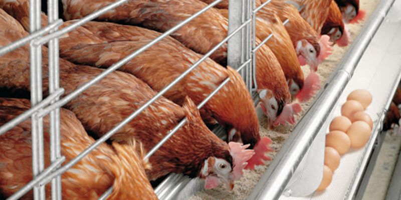 Tìm hiểu chi tiết về chi phí nuôi gà công nghiệp