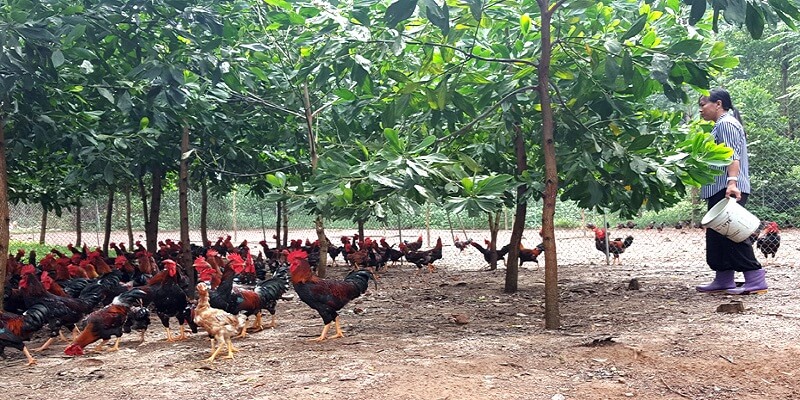 Những Cách Tiết Kiệm Chi Phí Nuôi Gà Thả Vườn Tốt Nhất Hiện Nay 6 04/06/2026 Chi phí nuôi gà thả vườn