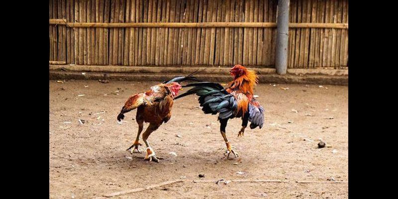 hình thức coi đá gà cựa sắt