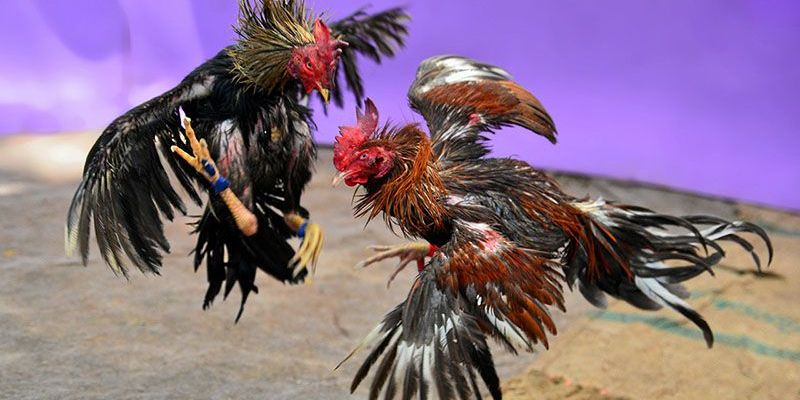 Đá gà mạng