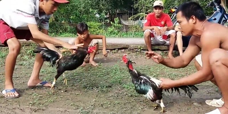Đá gà Miền Tây 