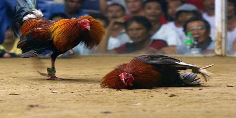 đá gà cựa sắt ăn tiền