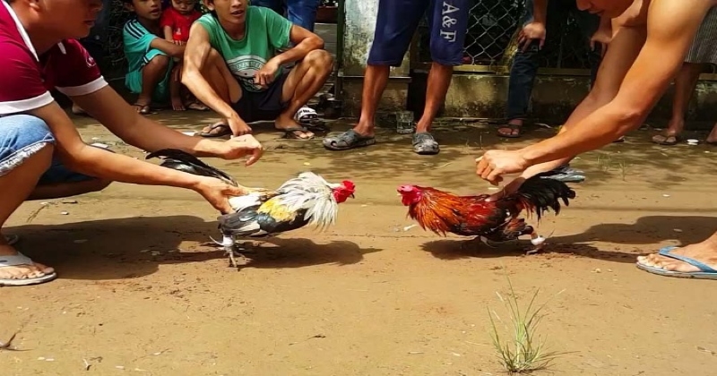 đá gà cựa sắt hôm nay