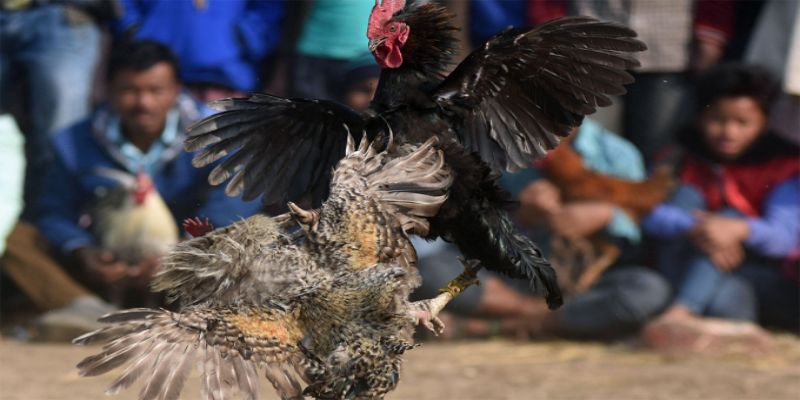 Đá gà trực tiếp Philippines là gì?