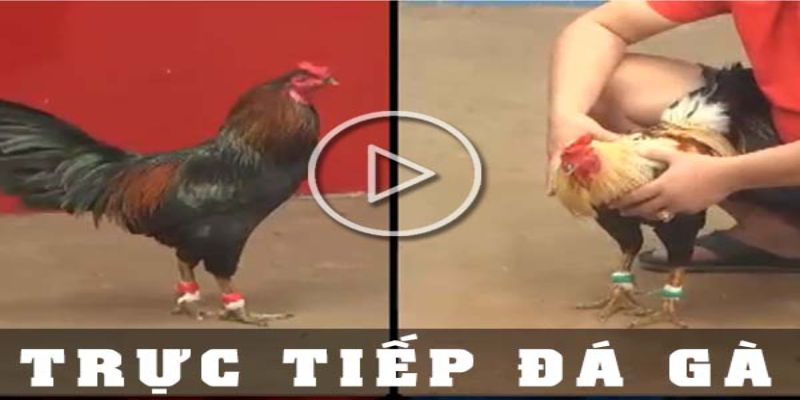 Quan sát tình thế và gà đá trước khi vào trận