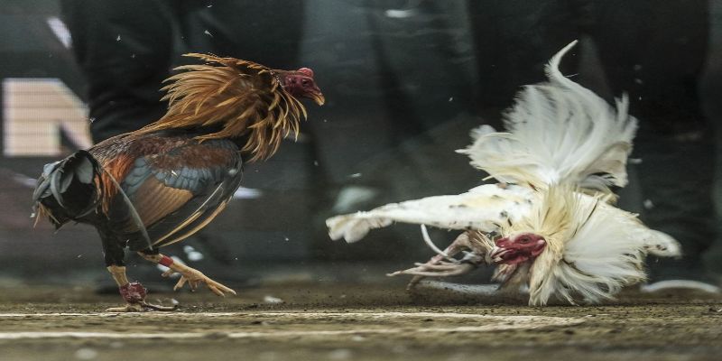 Một Số Lưu Ý Khi Tham Gia Đá Gà Trực Tiếp Bình Luận 7 04/06/2026 Quan sát và đánh giá gà