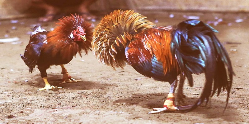 đá gà trực tiếp có bình luận