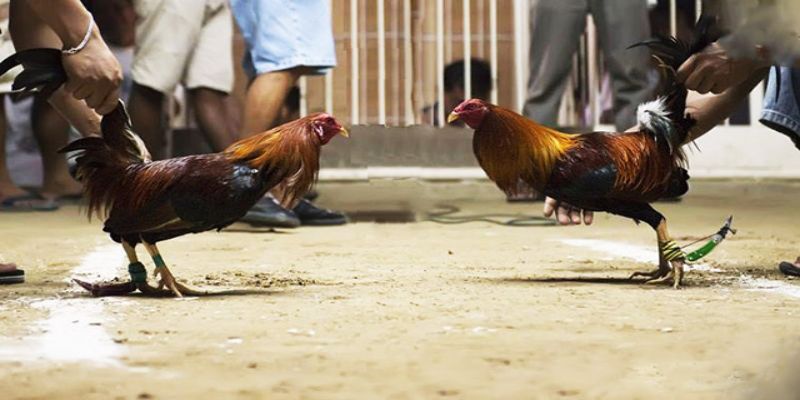 Ưu điểm của đá gà trực tiếp cựa giao